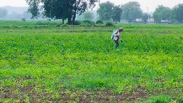 खेती में खरपतवार नाशक का उपयोग करते समय इन जरूरी बातों का रखें ध्यान, वरना फसल को होगा नुकसान