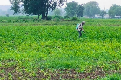 खेती में खरपतवार नाशक का उपयोग करते समय इन जरूरी बातों का रखें ध्यान, वरना फसल को होगा नुकसान