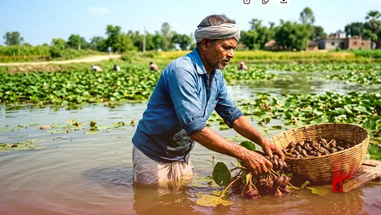 पारंपरिक खेती को छोड़कर सिंघाड़े की ओर बढ़े सारण के किसान, रामचंद्र जैसे किसान कमा रहे अच्छा मुनाफा