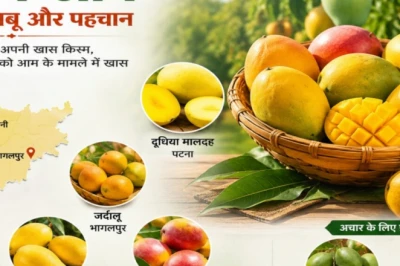 चौसा से जर्दालू तक बिहार के आमों का जलवा, क्या आप जानते हैं राज्य की इन खास किस्मों के बारे में?