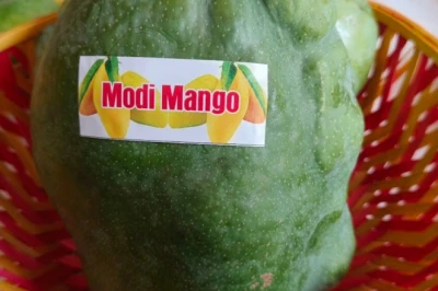 दिल्ली मैंगो फेस्टिवल में छाया 2 किलो का 'मोदी मैंगो', लखनऊ के बागवान की 10 साल की मेहनत लाई रंग