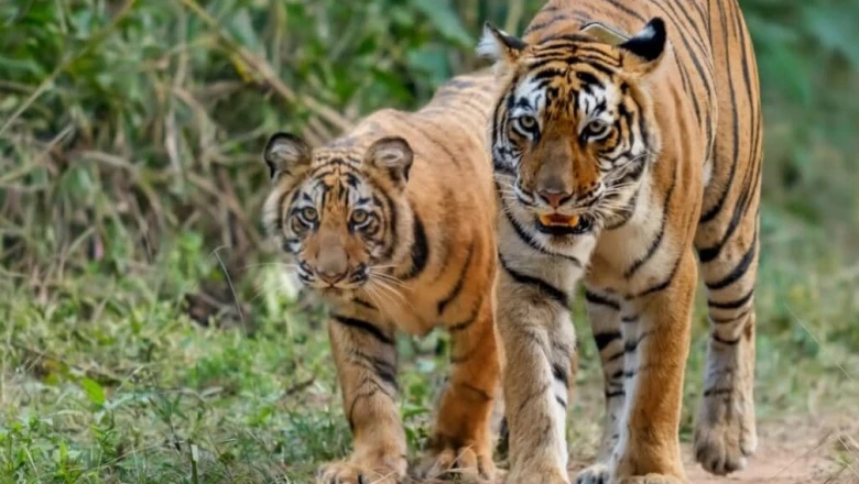 मानसून के दौरान बंद हुआ सरिस्का का कोर एरिया, फिर भी सैलानी देख सकेंगे 11 बाघ