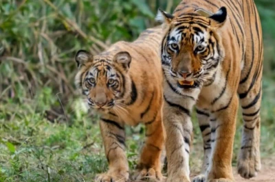 मानसून के दौरान बंद हुआ सरिस्का का कोर एरिया, फिर भी सैलानी देख सकेंगे 11 बाघ