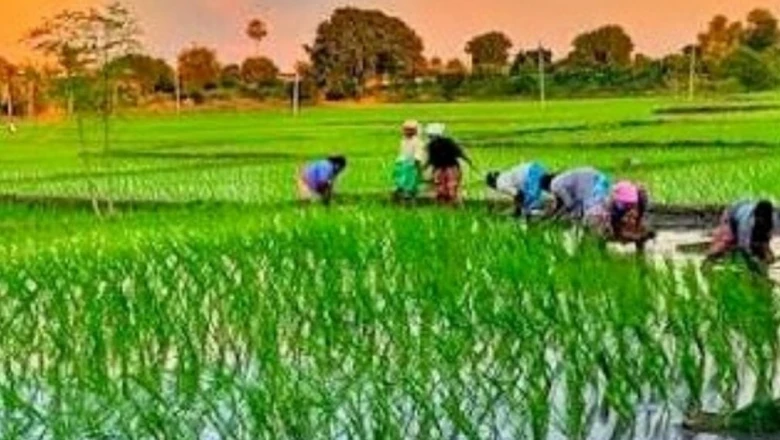 धान की खेती: 'बूढ़े बिचड़े' से घट सकती है पैदावार, नुकसान से बचना है तो अपनाएं यह वैज्ञानिक स्टेगर विधि