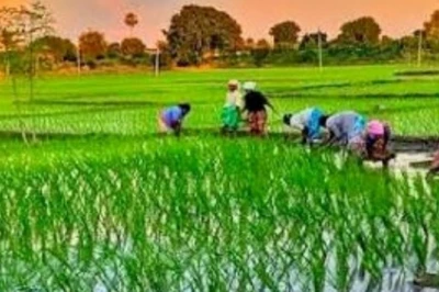 धान की खेती: 'बूढ़े बिचड़े' से घट सकती है पैदावार, नुकसान से बचना है तो अपनाएं यह वैज्ञानिक स्टेगर विधि