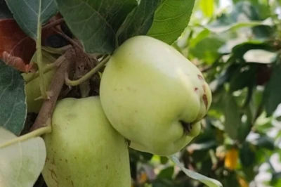 चिलचिलाती धूप में करिश्मा: पश्चिम चंपारण के किसानों ने 43 डिग्री तापमान में उगाए सेब
