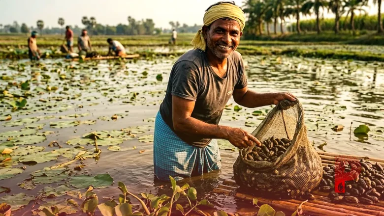 अपराध की पहचान छोड़ अब 'सफेद सोना' उगल रही नवगछिया की धरती, मखाने की खेती से दोगुनी हो रही किसानों की कमाई