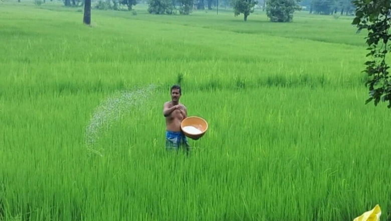 डीएपी की कमी से न हो परेशान, इन विकल्पों को अपनाकर धान की पैदावार में करें 15 से 20 प्रतिशत तक का इजाफा