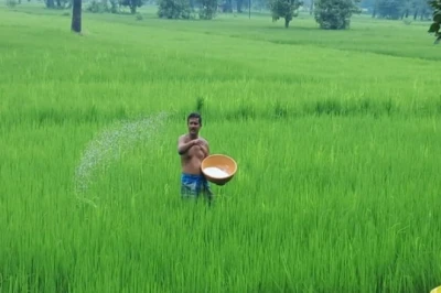 डीएपी की कमी से न हो परेशान, इन विकल्पों को अपनाकर धान की पैदावार में करें 15 से 20 प्रतिशत तक का इजाफा