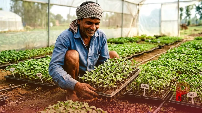 कम जमीन में बंपर मुनाफा, छपरा के किसान बैगन, टमाटर और मिर्च की नर्सरी से कमा रहे हैं 40 हजार रुपये महीना