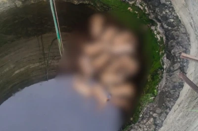 शाजापुर के कुएं में गिरे 13 हिरण और कुत्ते की मौत, आवारा कुत्ते से बचने की कोशिश में हुआ दर्दनाक हादसा