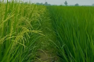 धान की खेती में खाद का सही गणित, नाइट्रोजन और जिंक का ऐसा इस्तेमाल बना देगा मालामाल