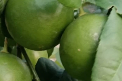 आम और लीची की खेती का दौर पुराना, अब बनारसी कागजी नींबू से किसान कमा रहे हैं लाखों