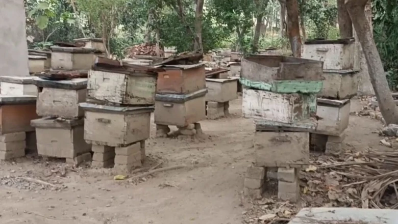 मधुमक्खी पालकों के लिए काल है लाल चींटी, एक घंटे में तबाह कर सकती है पूरा बॉक्स, बचाव के ये तरीके अपनाएं