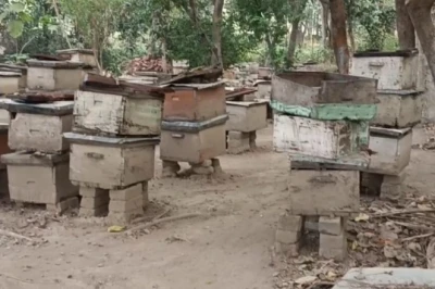 मधुमक्खी पालकों के लिए काल है लाल चींटी, एक घंटे में तबाह कर सकती है पूरा बॉक्स, बचाव के ये तरीके अपनाएं