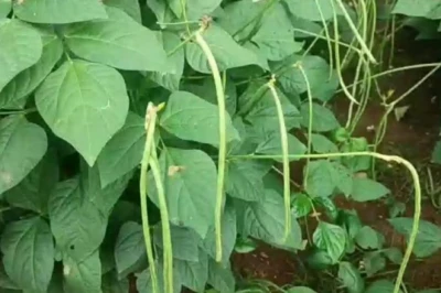 मानसून में बंपर मुनाफा: महज 25 हजार के खर्च में बरबटी की खेती से कमाएं 1 लाख रुपये, अपनाएं यह तरीका