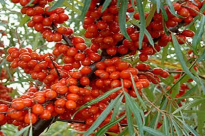 हिमालयी सुपर फ्रूट सीबकथॉर्न को मिला GI टैग, अब दुनिया में बढ़ेगी छरमा की चमक