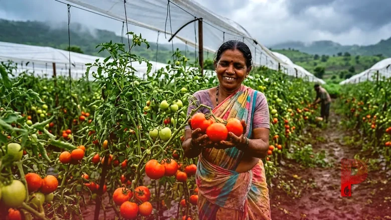 बारिश में टमाटर की खेती से बढ़ाएं मुनाफा, इन आसान तरीकों से होगी बंपर पैदावार