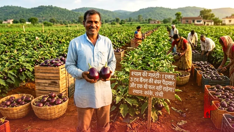 रांची के किसान श्याम की अनोखी गारंटी, 1 एकड़ खेत से 3 टन बैंगन की बंपर पैदावार और एक भी फल नहीं सड़ेगा