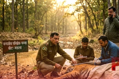 पन्ना टाइगर रिजर्व में हड़कंप: महज 3 महीने में तीसरे बाघ की मौत, प्रशासन की कार्यप्रणाली पर उठ रहे गंभीर सवाल