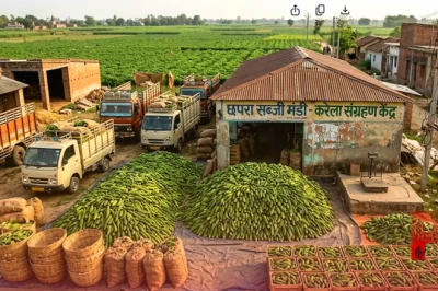 छपरा में करेले की खेती का जलवा, जानिए क्यों दूर-दूर से आते हैं व्यापारी