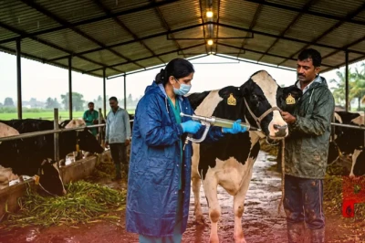पशुपालन: बारिश के मौसम में ऐसे रखें गाय और भैंस का ख्याल, दूध उत्पादन में नहीं आएगी कमी