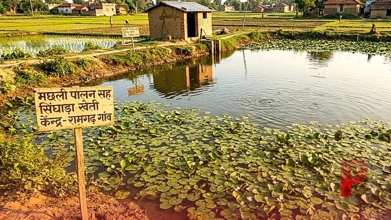 मछली पालन के साथ तालाब में करें सिंघाड़े की खेती, ऐसे होगी दोगुनी कमाई