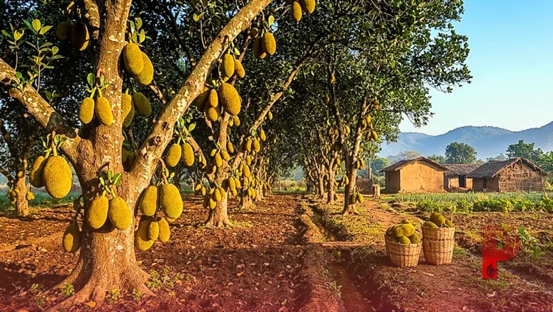 कटहल की खेती का अनोखा फॉर्मूला: गर्मी की जगह सर्दियों में फसल बेचकर कमाते हैं लाखों का मुनाफा