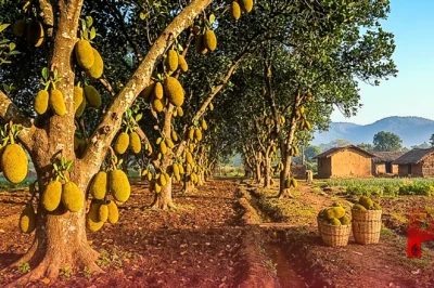 कटहल की खेती का अनोखा फॉर्मूला: गर्मी की जगह सर्दियों में फसल बेचकर कमाते हैं लाखों का मुनाफा