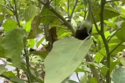 बैंगन की इस खास किस्म से किसान मालामाल, एक साल तक लगातार मिलेगा बंपर उत्पादन