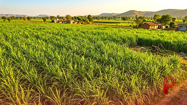 पशुपालकों की मौज: एक बार लगाएं नेपियर घास और 5 साल तक पाएं मुफ्त हरा चारा