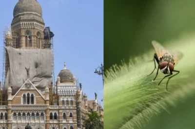 बीएमसी मुख्यालय की कैंटीन पर बड़ी कार्रवाई, छाछ में मक्खी मिलने के बाद FDA ने थमाया 'स्टॉप बिजनेस' नोटिस