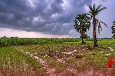नवादा: आकाशीय बिजली का कहर, खेत में काम कर रहे चार लोगों की दर्दनाक मौत