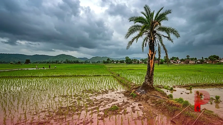 नवादा में आकाशीय बिजली का कहर: धान की रोपाई के दौरान 3 किसान और 1 बच्चे की मौत