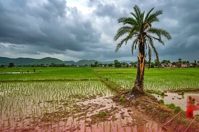 नवादा में आकाशीय बिजली का कहर: धान की रोपाई के दौरान 3 किसान और 1 बच्चे की मौत