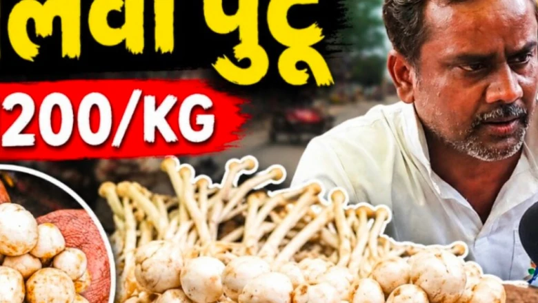 बिजली की गड़गड़ाहट और बारिश से आता है 'डीलवा पुटू', कीमत सुनकर दंग रह जाएंगे आप