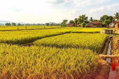 कम बारिश में भी बंपर पैदावार: धान की ये खास किस्में मात्र 100 दिनों में हो जाएंगी तैयार