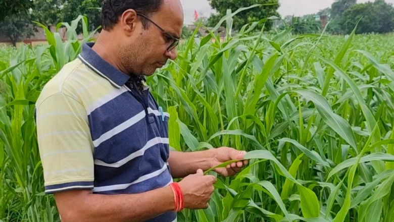 पशुपालकों के लिए वरदान है यह बहुवर्षीय घास, मेड़ पर लगाएं और 5 साल तक पाएं भरपूर दूध और हरा चारा