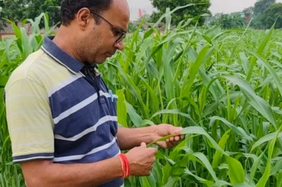 पशुपालकों के लिए वरदान है यह बहुवर्षीय घास, मेड़ पर लगाएं और 5 साल तक पाएं भरपूर दूध और हरा चारा