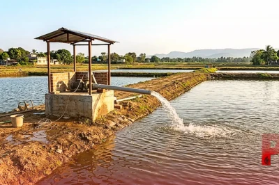 मछली पालकों के लिए बड़ी खुशखबरी, तालाब के किनारे ट्यूबवेल लगाने पर सरकार दे रही 70 प्रतिशत की भारी सब्सिडी