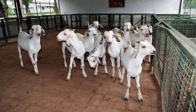 बकरी पालन में बरती गई एक लापरवाही पड़ सकती है भारी, मानसून में सिर्फ 5 रुपये में पाएं सुरक्षित इलाज