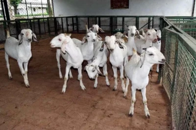 बकरी पालन में बरती गई एक लापरवाही पड़ सकती है भारी, मानसून में सिर्फ 5 रुपये में पाएं सुरक्षित इलाज