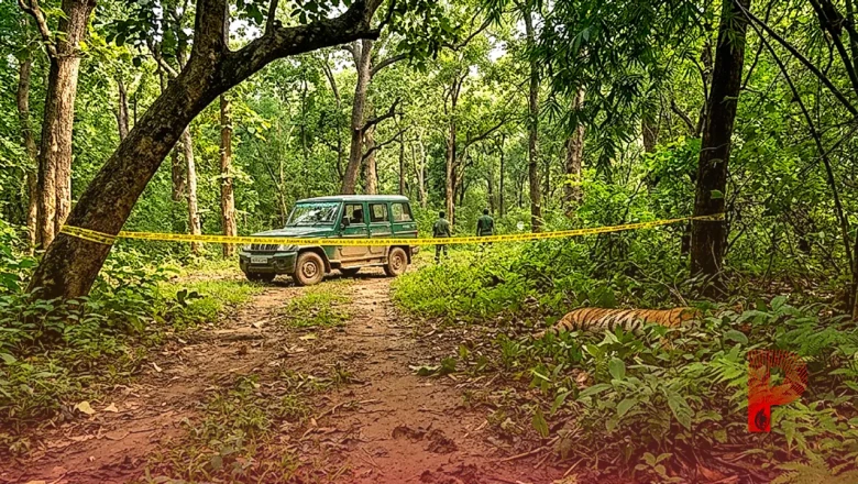 वाल्मीकि टाइगर रिज़र्व में बाघ का शव मिलने से हड़कंप, बुजुर्ग पर हुआ था हमला