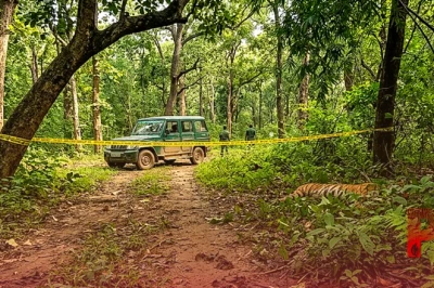 वाल्मीकि टाइगर रिज़र्व में बाघ का शव मिलने से हड़कंप, बुजुर्ग पर हुआ था हमला