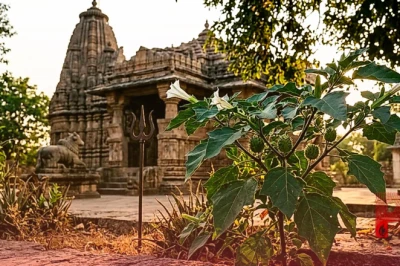 भगवान शिव को प्रिय धतूरा सिर्फ पूजा के काम नहीं आता, इन 5 गंभीर बीमारियों में है बेहद असरदार