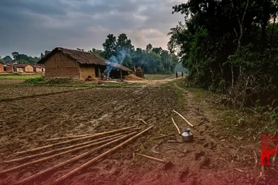 पश्चिमी चंपारण में खौफ: बाघ ने बुजुर्ग किसान पर किया जानलेवा हमला, ग्रामीणों ने लाठी-डंडों से खदेड़ा