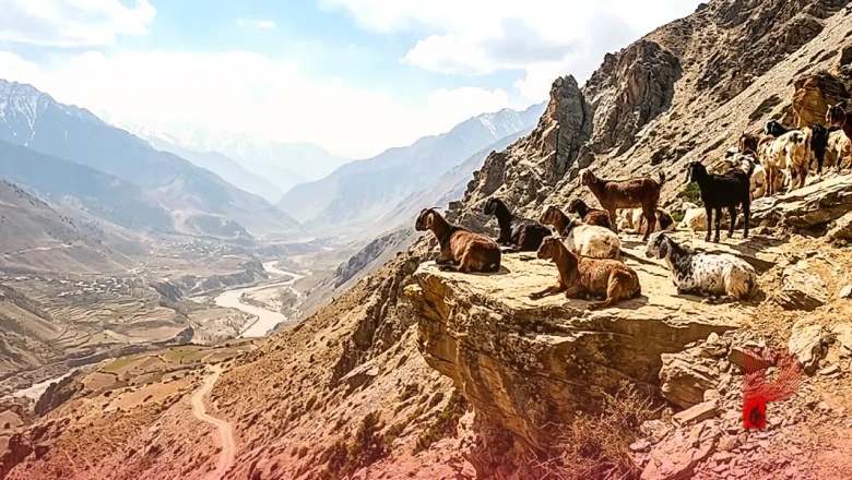 बकरियां आखिर ऊंचाई पर ही क्यों बैठना पसंद करती हैं? जानिए इसके पीछे का वैज्ञानिक कारण