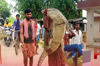 बिहार के सुपौल में हैरान करने वाला नजारा, पांच फीट के मगरमच्छ को कंधे पर उठाकर थाने पहुंचा किसान