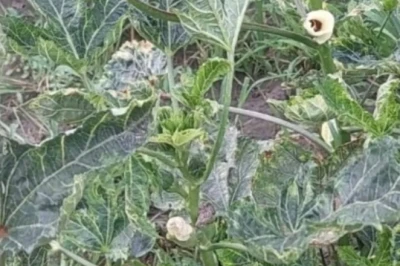 भिंडी की फसल में टेढ़े फल और पीलापन है बड़ी समस्या, इन वैज्ञानिक तरीकों से करें बचाव