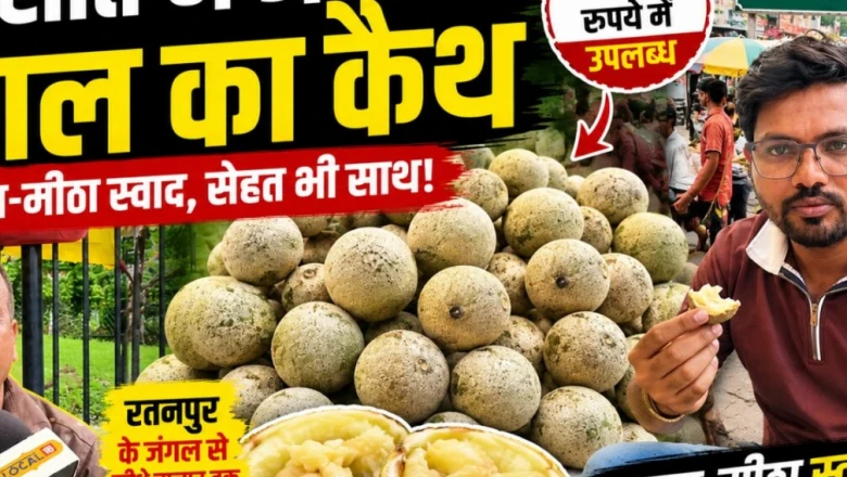 छत्तीसगढ़ का खास जंगली फल कैथ: बरसात में मिलता है सिर्फ एक महीना, स्वाद और सेहत का अनूठा मेल